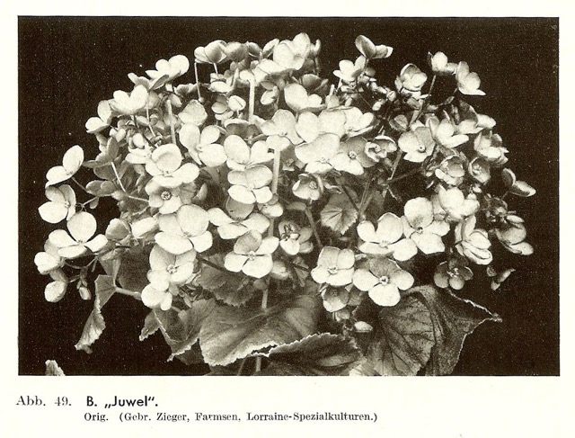 B. ‘Juwel’